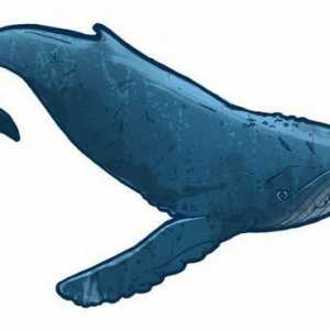 Кит - это рыба или млекопитающее? Интересные факты о китах