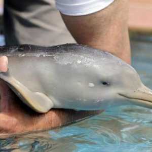 Китайский речной дельфин, которого считали вымершим, был замечен в Янцзы