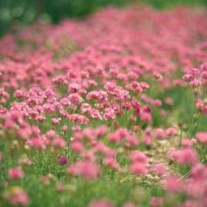Клевер розовый: лечебные свойства и способы заготовки полезного растения