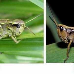 Кобылка - насекомое семейства Саранчовые