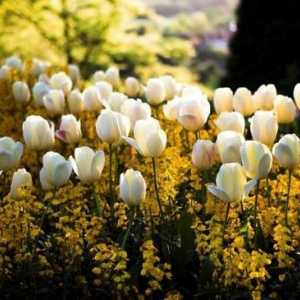 Když transplantované tulipány: rysy péče