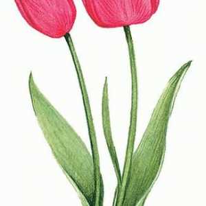 Kdy zasadit tulipán? jednoduchá pravidla