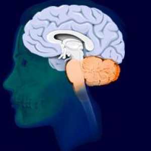 Konečná mozek: struktura a funkce