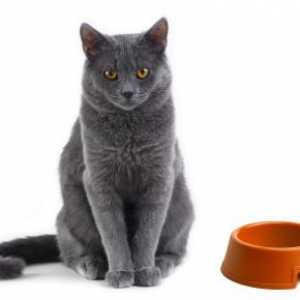 Krmivo pro kočky „Sheba“: recenze. Sheba - konzervy pro kočky. Tipy veterináři