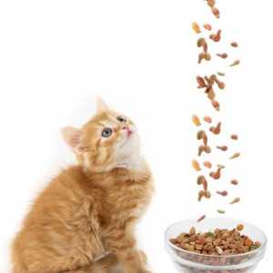 Krmivo pro koťata prémie: suché nebo vlhké? Jaký lepší jídlo pro koťátko?