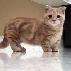 Krátkonohý kočky: Munchkin, jezulátko