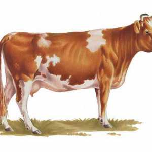 Корова айрширской породы - лучший выбор для стабильного получения молока