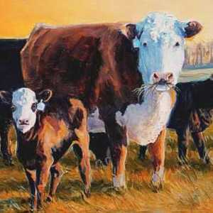 Коровы герефордской породы: характеристика, содержание, фото и цена телят