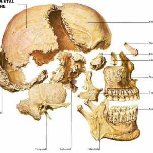 Kosti lebky: lidské anatomie