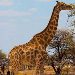 Красавец-жираф: у этого животного самое высокое кровяное давление