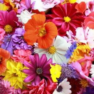 Красивые и ароматные: что такое цветы?