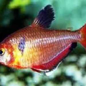 Red tetra ryby nebo minor-: funkce obsahu v akváriu