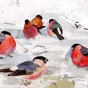 Красногрудые красавцы, или Где зимуют снегири?