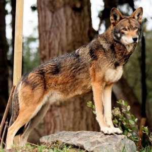 Красный волк (горный): описание вида, численность. Проблема сохранения популяции