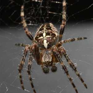 Крестовик обыкновенный (паук): описание, среда обитания