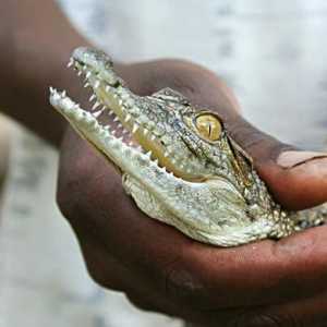 Krokodýlí farma Anapa - exotická zábava