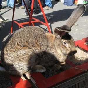 Кролики фландр - гигантские домашние любимцы