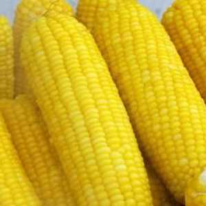 Kukuřice ve dvoulůžkovém kotle: vaření tajemství