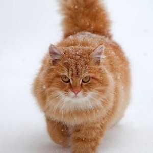 Láskyplný a rozzlobené červené kočky: to sen? Co předpovídají?
