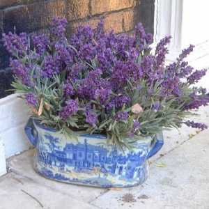 Lavender doma - klid a ticho v domě