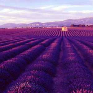 Levandulová pole - pýchou Francie a národním symbolem Provence. Levandulová pole v krymu