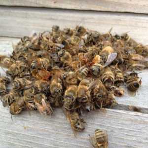 Léčba včelí Podmore: Recepty a Scope