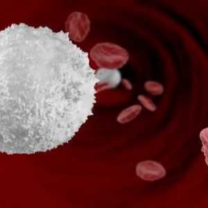Bílé krvinky: normální ženy. Norma leukocytů u těhotné ženy