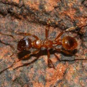 Лесные муравьи: виды, описание, польза и вред