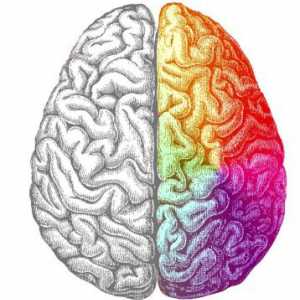 Levý mozek je zodpovědný za to, co? Jak rozvíjet levý mozek?