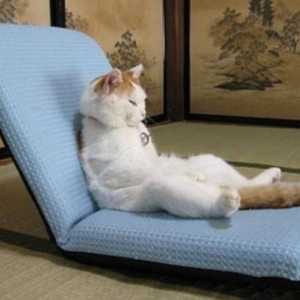 Lehátko pro kočky: relaxační prostor pro vaše mazlíčky