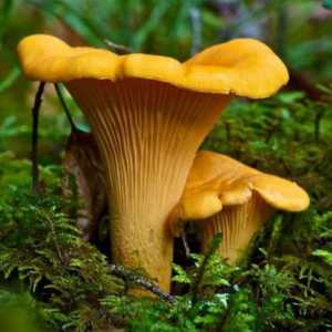 Лисичка обыкновенная: описание гриба, фото и советы по сушке
