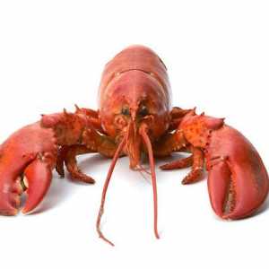 Lobster - je uznán jako pochoutka. Popis. Recept. fotografie