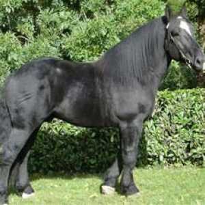 Лошадь породы першерон: фото, цена и описание породы