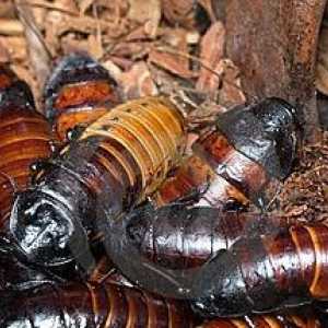 Мадагаскарские тараканы любят пошипеть