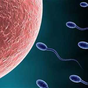 Pomalu se pohybující spermie: příčiny a léčba
