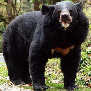 Медведь-губач - животное с необычной внешностью и странными повадками