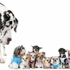 Malá plemena psů: Funkce údržby a péče