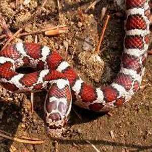 Молочная змея – удивительная красавица