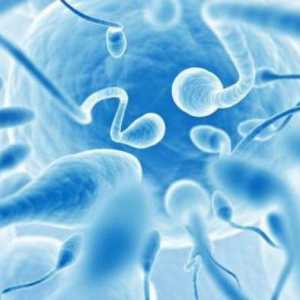 Morfologie spermatu: porušení a zlepšování