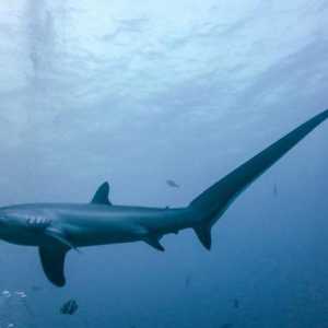 Морская хищница - акула-лисица