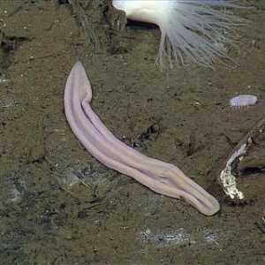 Морское животное лиловый носок