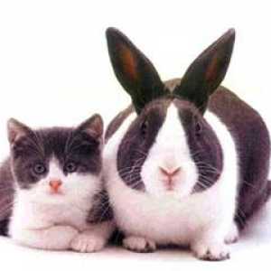Можно ли давать крапиву кроликам? Какую траву можно давать кроликам?