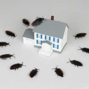Spolehlivé prostředky švábů kyseliny borité