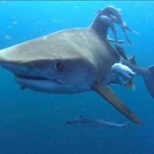 Нападение акул на людей: мифы и реальность
