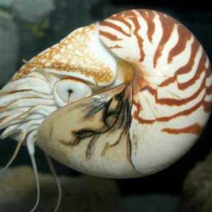 Наутилус (моллюск): описание, строение и интересные факты