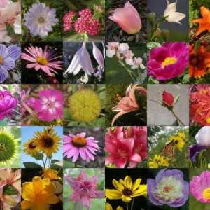 Název květiny pro kytice dařit kompozici na chatě