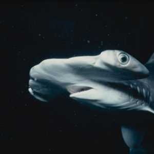 Необычное морское существо - акула-молот