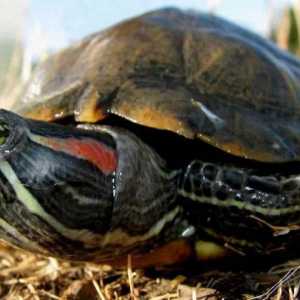 Необычные домашние питомцы: красноухие черепахи. Сколько могут без воды данные животные?