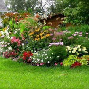 Nenáročné trvalky květiny, kvetoucí celé léto pro vaši zahradu