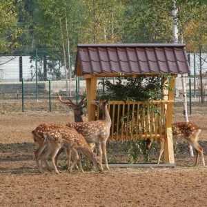 Několik důvodů, proč navštívit Jaroslavl Zoo